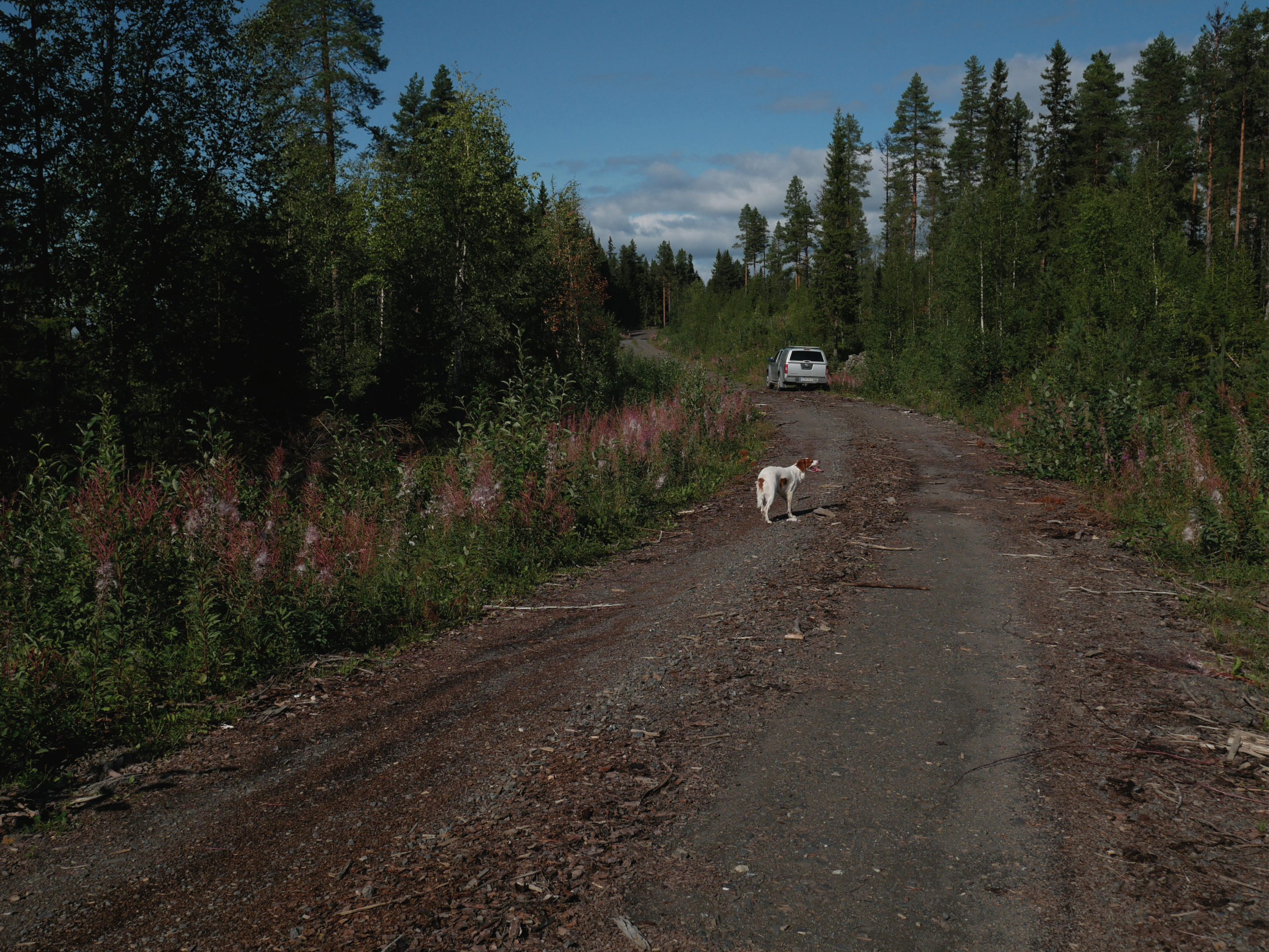 Bilden visar en grusväg, en skogsbilsväg, kantad av rallaros och en blandning av barrträd och lövträd. Himlen är ljusblå med knappt några moln på. Mitt på vägen står en hund som är vit med ljusbruna stora fläckar. Hon har munnen öppen och flåsar. Längre bort i bilden ser man en silvergrå pickup.