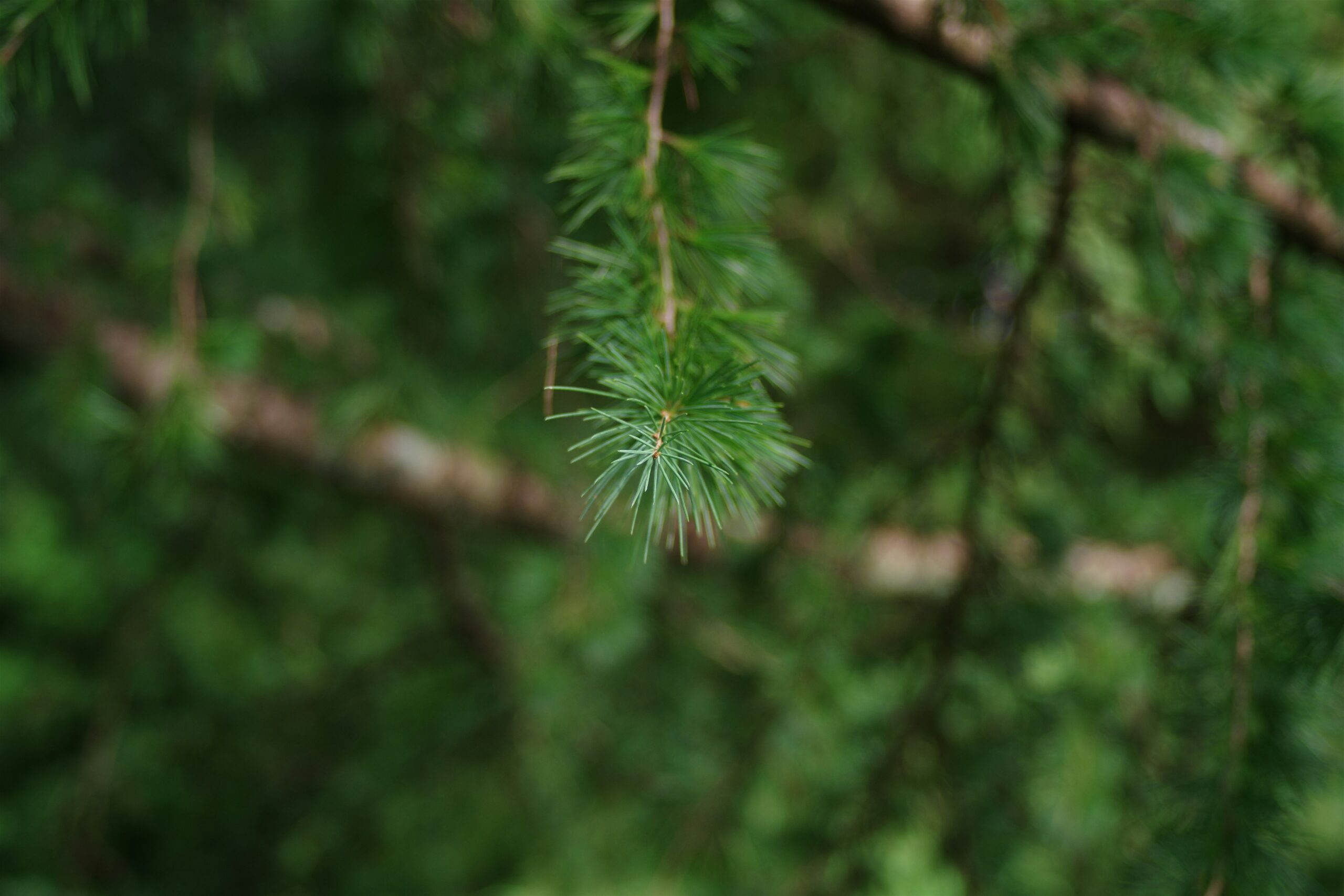 Närbild på en liten grangren. I bakgrunden syns mer skog och träd men utan fokus.