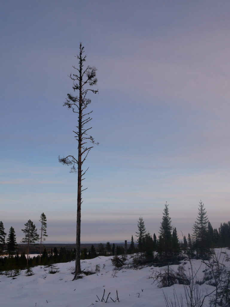 En ensam, död tall som står på ett snötäckt kalhygge.